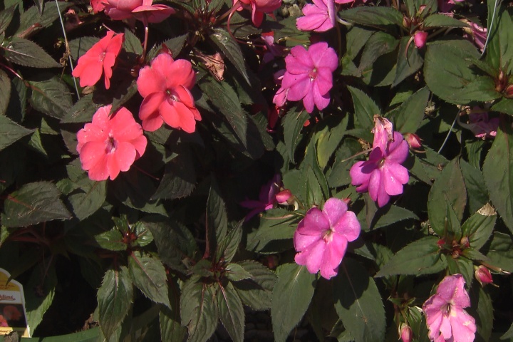 Plant sunpatiens before summer heat